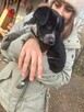 Pilne!3 mcz Figa wyjątkowa sunia bardzo prosi o adopcję Iłża - 2