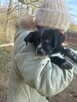 Pilne!3 mcz Figa wyjątkowa sunia bardzo prosi o adopcję Iłża - 5