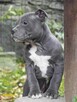 American Staffordshire Terrier Blue Amstaff Szczeniak - 6