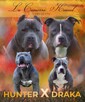 American Staffordshire Terrier Blue Amstaff Szczeniak - 7