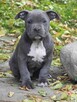 American Staffordshire Terrier Blue Amstaff Szczeniak - 4