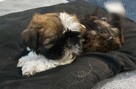 Shih tzu piesek - 1