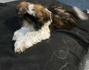 Shih tzu piesek - 4