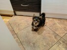 Yorki Terriery i Yorki Biwerki - 2