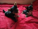 Yorki Terriery i Yorki Biwerki - 3
