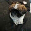 Shih tzu piesek - 2