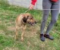 Porzucony, kochający człowieka BODZIO szuka domu !! - 4
