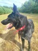 Piękny MIŁEK w typie owczarka szuka domu !! Do adopcji !! - 8