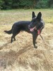 Piękny MIŁEK w typie owczarka szuka domu !! Do adopcji !! - 2