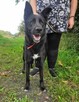 Piękny MIŁEK w typie owczarka szuka domu !! Do adopcji !! - 5