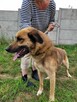 Proludzki, porzucony KUBUŚ szuka domu !! Do adopcji !! - 2