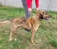Porzucony, kochający człowieka BODZIO szuka domu !! - 2