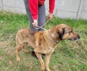Porzucony, kochający człowieka BODZIO szuka domu !! - 3