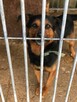 Porzucony Dimo w typie rottweilera szuka domu !! - 7