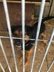 Porzucony Dimo w typie rottweilera szuka domu !! - 4