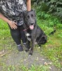 Piękny MIŁEK w typie owczarka szuka domu !! Do adopcji !! - 7