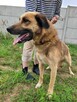 Proludzki, porzucony KUBUŚ szuka domu !! Do adopcji !! - 3