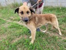 Proludzki, porzucony KUBUŚ szuka domu !! Do adopcji !! - 4