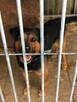 Porzucony Dimo w typie rottweilera szuka domu !! - 5