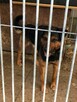 Porzucony Dimo w typie rottweilera szuka domu !! - 6