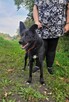Piękny MIŁEK w typie owczarka szuka domu !! Do adopcji !! - 9
