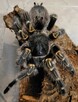 Grammostola pulchripes samica +6DC - 2