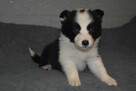 Piesek Border Collie - 3