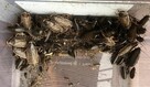 Karaczan szary karmówka dla gadów 100 sztuk - 4
