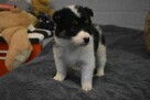 Piesek Border Collie z rodowodem - 6