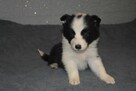 Piesek Border Collie - 4