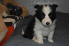 Piesek Border Collie - 1