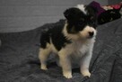 Piesek Border Collie z rodowodem - 2