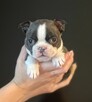 Boston Terrier - 3