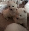 Piękny szczeniak samoyed samojed z RODOWODEM - 6