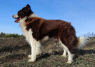 Rasowy Border Collie - piękny pies czekoladowo-biały - 6