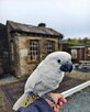 Superoswojona papuga kakadu - 4