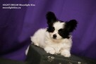 Spaniel Miniaturowy PAPILLON piesek piesek po championie FCI - 8