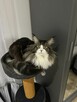 Reproduktor Maine Coon - 2