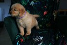 GOLDEN RETRIEVER-typ amerykański, linia amerykańska, ZKwP - 11
