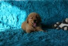 GOLDEN RETRIEVER-typ amerykański, linia amerykańska, ZKwP - 13