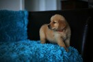 GOLDEN RETRIEVER-typ amerykański, linia amerykańska, ZKwP - 10