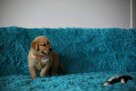 GOLDEN RETRIEVER-typ amerykański, linia amerykańska, ZKwP - 6
