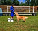 GOLDEN RETRIEVER-typ amerykański, linia amerykańska, ZKwP - 4