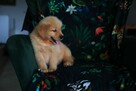 GOLDEN RETRIEVER-typ amerykański, linia amerykańska, ZKwP - 7