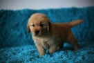 GOLDEN RETRIEVER-typ amerykański, linia amerykańska, ZKwP - 2