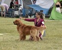 GOLDEN RETRIEVER-typ amerykański, linia amerykańska, ZKwP - 3