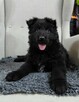 Szczenięta CZARNY PIESEK Owczarek Niemiecki Długowłosy - 6