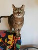 KICIA LOLA - piękna, spokojna koteczka, której umarł opiekun - 4