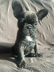 Buldog francuski - 9