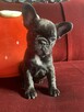 Buldog francuski - 3